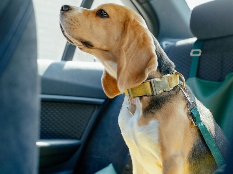 Best car safety products for dogs