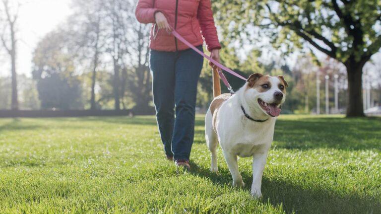 Dog Leash Aggression Training: Happy Walks Ahead
