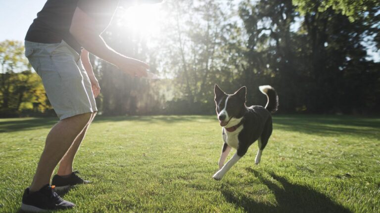 Off Leash Training For Dogs: Confident Canine Control