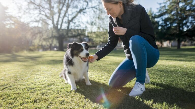 Compassionate Pet Training Strategies Win Hearts
