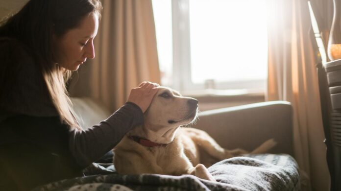 Holistic-Pet-Care-During-Recovery-Nurturing-Healing