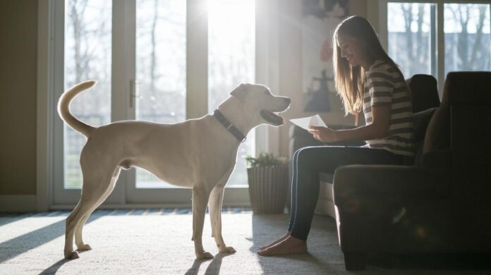 Safe-Positive-Training-Techniques-For-Dogs-Inspire-Harmony