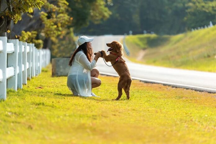 Paws and Positivity Paws and Positivity