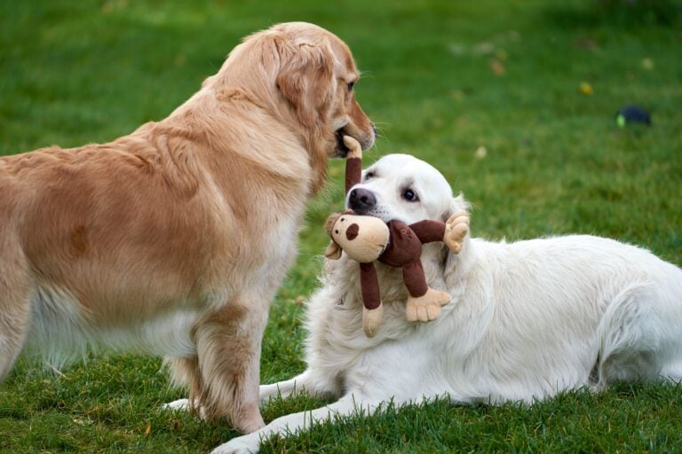 The Quiet Boom in Pet Product Inventions