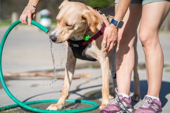 pexels-gabesphotos-11628539 pet ready to take a bath